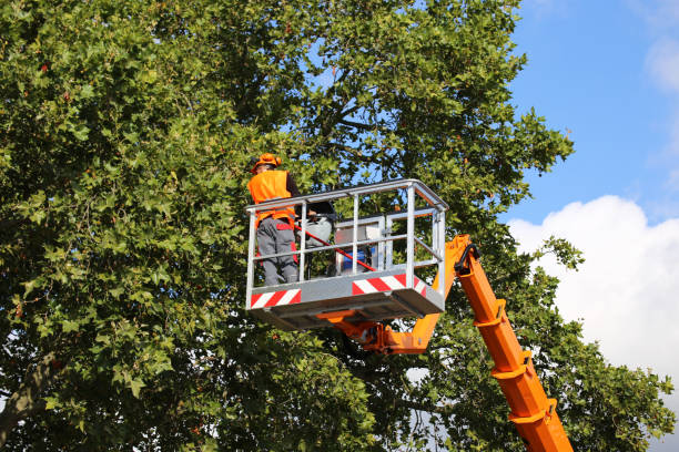 How Our Tree Care Process Works  in  Colstrip, MT